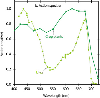 horti_LED_Photosynthetic_action